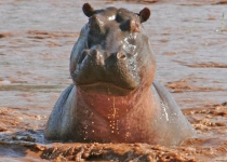 hippo-in-water-splash