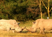 rhinos-charging