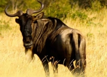 wildebeest