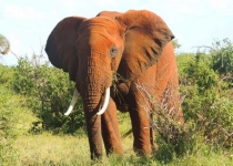 Elephant in the Amboseli