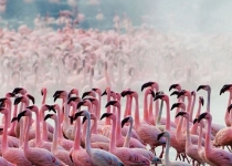 lake nakuru flamingoes