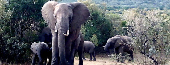 Elephants in the Amboseli