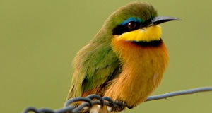 bird watching safari kenya