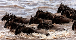 Wildlife Migration Safari