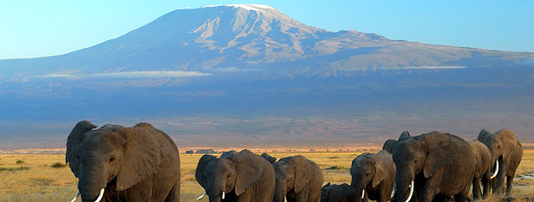 Amboseli-Elephants