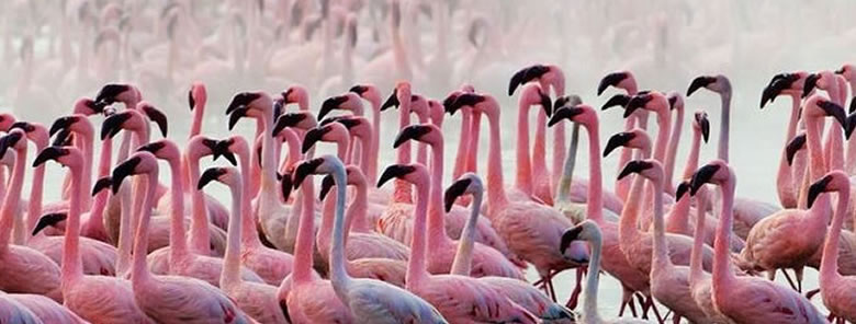 Lake-Nakuru-Flamingoes
