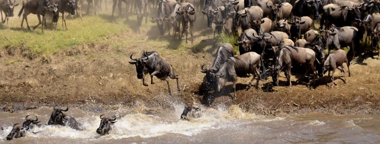 Masai-Mara-Adventure-Wildebeest