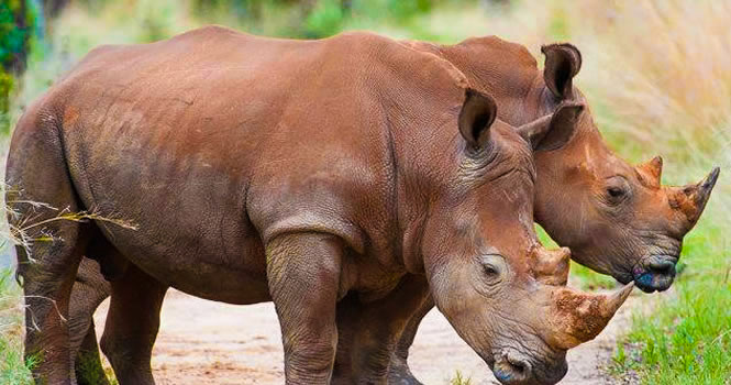 Rhinos Kenya