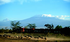 Kenya Wildlife Migration Safari