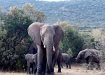 Amboseli Elephants