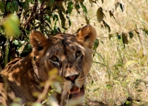 Lion hiding under the shade of a tree