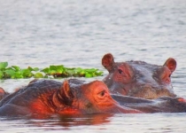 hippos