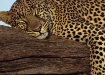 leopard-lying-on-tree