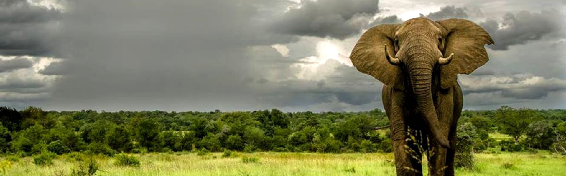 elephant-in-amboseli