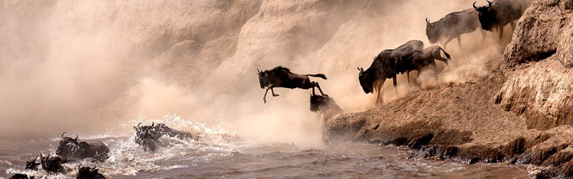 Wildebeest Migration across the Mara River in Kenya