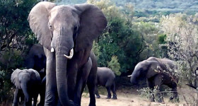 Elephants in the Amboseli