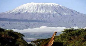 kilimanjaro wildlife safari