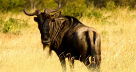 Wildbeest in Masai Mara Savana