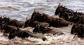 Short Masai Mara Tour