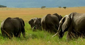 Amboseli Elephants