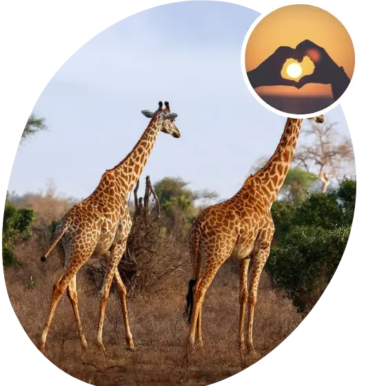 About Sureway Tours — Nairobi Tour Operator.webp